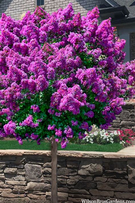 Purple magic myrtle tree